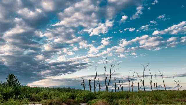 Llegó el día: el Parque Nacional Ansenuza es Ley (660.000 has para preservar flamencos, aguará guazú y una enorme biodiversidad)