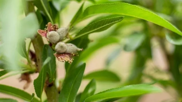 Se capacitan en frutos secos como alternativa para la reconversión productiva (para ampliar y reconvertir la matriz económica de Neuquén)