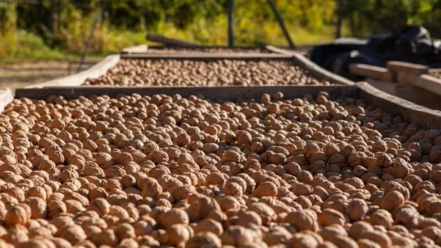 El premio estímulo alcanzará a más de 200 hectáreas (implantadas con nogales y almendros)