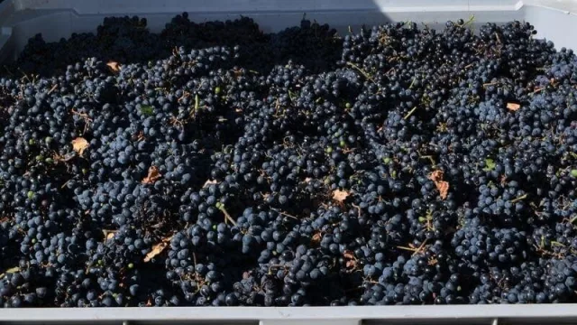 Vendimia 2022: avanza la cosecha de los viñedos de Cutral Co