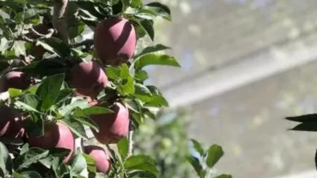 389 créditos para la fruticultura rionegrina: Río Negro Fiduciaria otorgó más de $ 455 millones