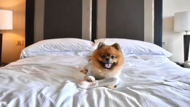¿Tenés un perrhijo? ¿Viajás a CABA? Hotel 5 estrellas ofrece servicio pet friendly VIP (#VeryImportantPet) y Ultra Premium a sus huéspedes