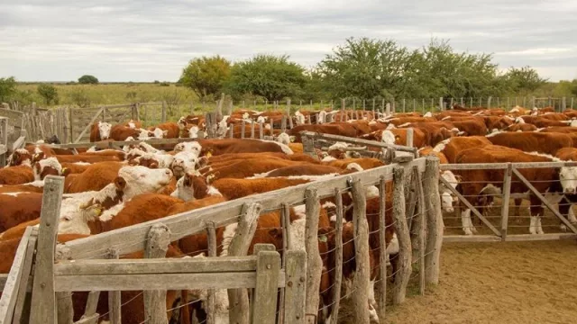 Más de $ 15 millones en financiamiento destinados para la ganadería rionegrina (se admitieron 21 proyectos)