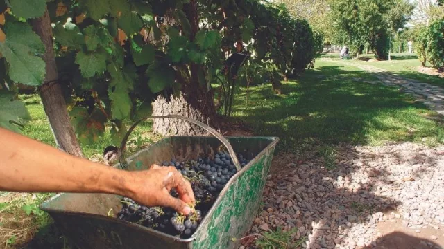 El Senasa y el Instituto Nacional de Vitivinicultura unifican el trámite del DTV-e 