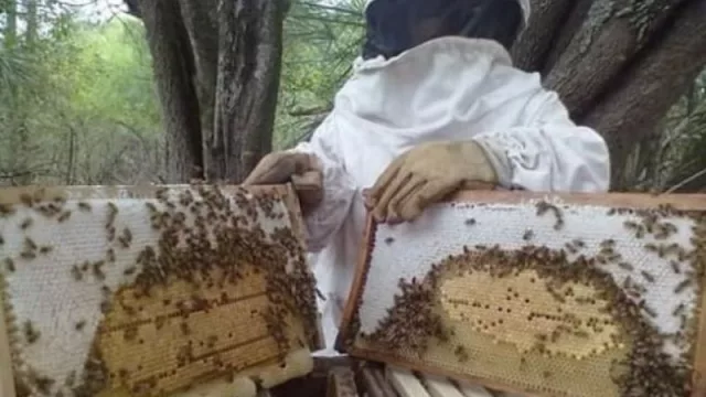 Chaco se posiciona en el mundo con la producción de miel orgánica y propóleos 