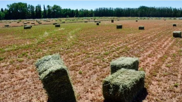 Potencian la capacidad productiva de emprendimiento de Forrajes de Bajo Riego en la región