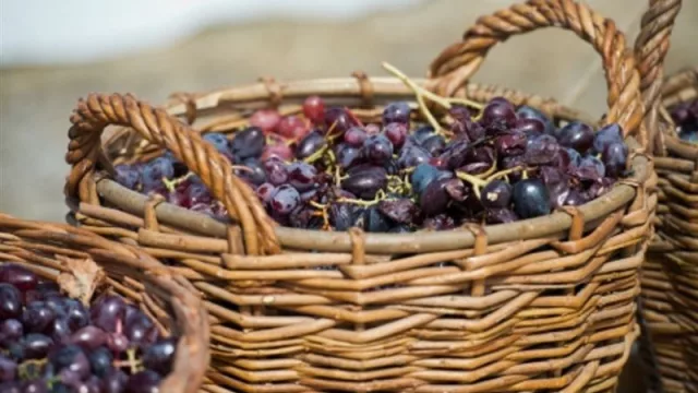 La empresa líder en contratación de personal, Adecco Argentina, creó su División Vitivinícola (presente en Neuquén)