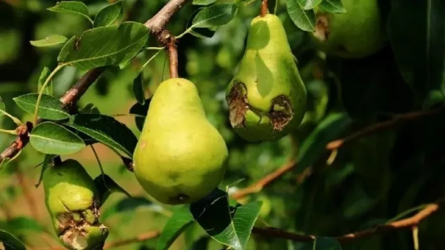 Pequeños horticultores afectados por el granizo recibieron créditos por casi $ 2 millones 