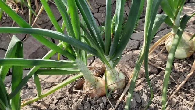 La cebolla dulce, una oportunidad para la matriz exportadora 