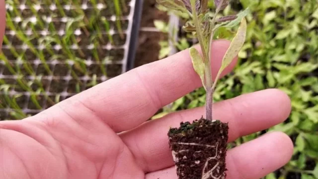 Hidroponía: una opción sustentable de la mano de emprendedores que apuestan a la innovación