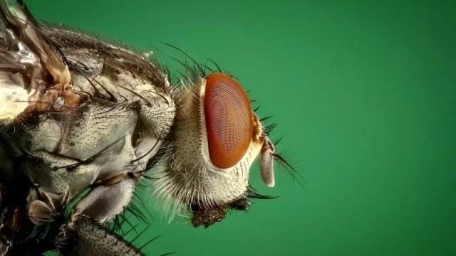 Empresas de control de plagas experimentan mayor demanda de frigoríficos exportadores