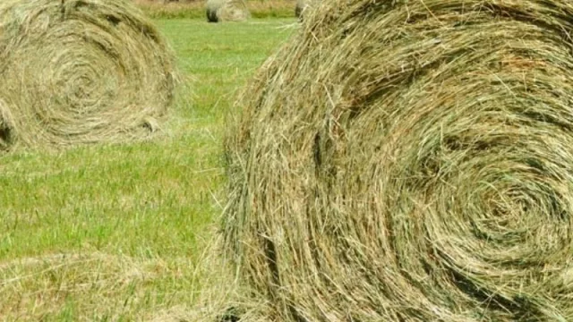 Promueven asistencia financiera para promover la producción forrajera