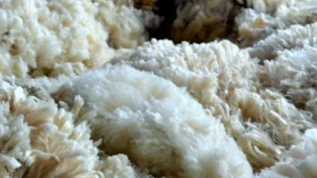 La línea de prefinanciamiento para el mejoramiento de la lana logra un balance positivo en el mercado global