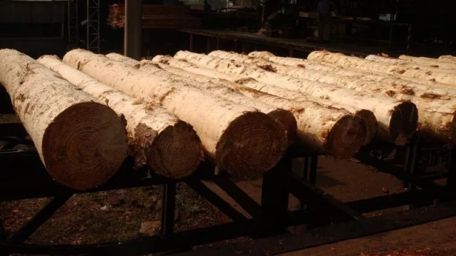 El sector maderero de Misiones sostiene que la nueva tasa forestal restará competitividad