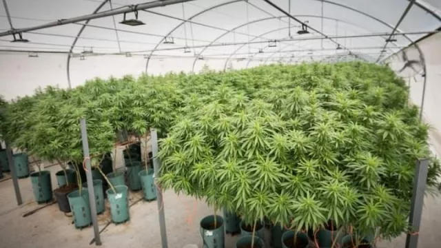 Kulfas, "fan" de Cannava: “El cannabis puede tener un gran desarrollo exportador”