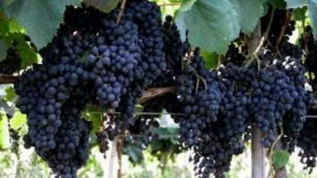 Ruta del Vinos de los Valles: la Feria Gastronómica en Monterrico ya tiene fecha