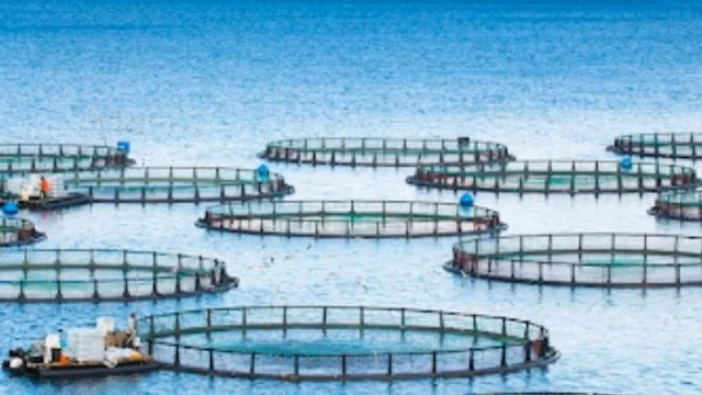 Río Negro podrá acceder al Fondo Nacional de Acuicultura