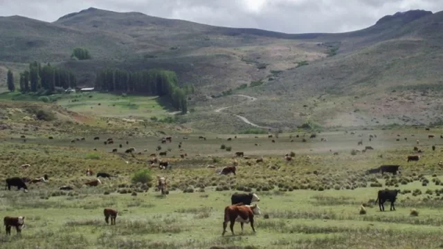 Plan Ganadero Bovino Provincial: destinan $ 3 millones para manejo forrajero en Arroyito