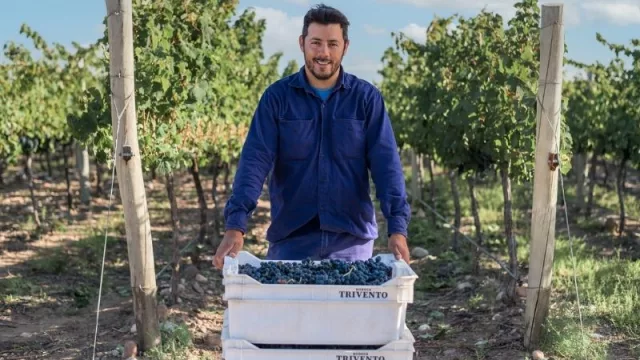 Vendimia 2021: una gran y excelente cosecha para Trivento