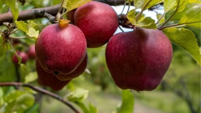 Acindar Pymes participa de la mayor ON Simple del país 