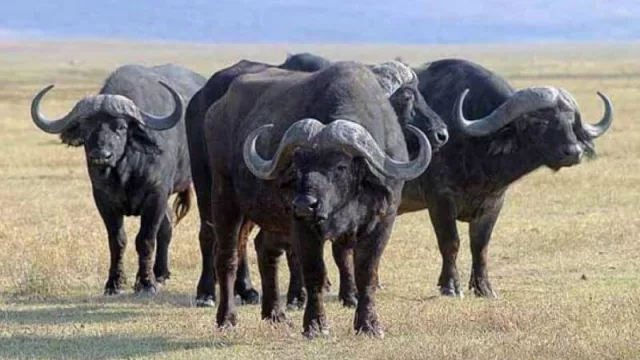 La producción bubalina va ganando terreno en Corrientes y la región