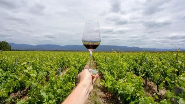 Anticipo de cosecha: el malbec fija precios en el mercado y se tonifican valores de venta 