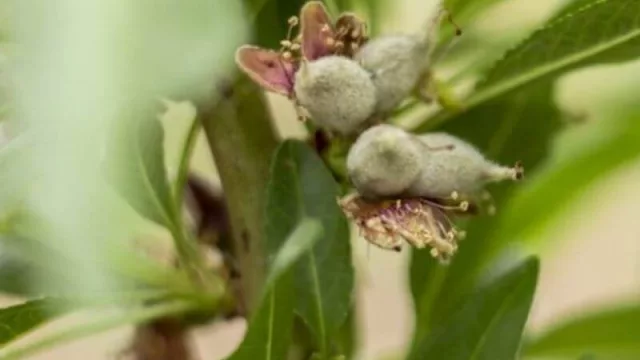 Productores de frutos secos regionales suman tecnología para mejorar la calidad