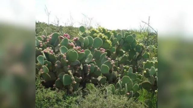 El optimista del cultivo: Productor cultiva 75 variedades de tunas, dátiles y aloe vera