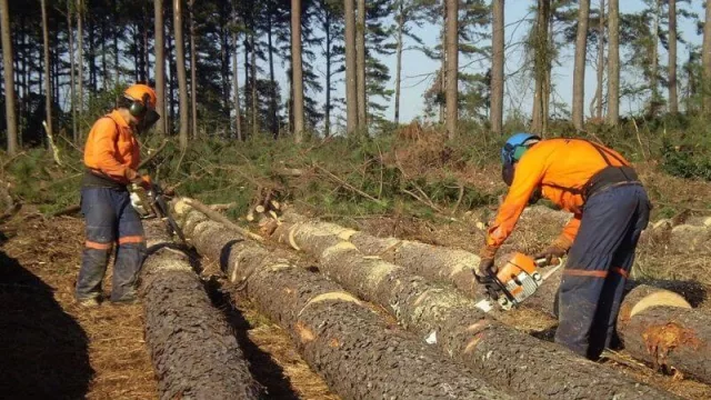 Las oportunidades para atraer US$ 7.000 M (en el sector foresto-industrial)