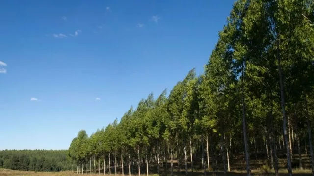 La empresa AF exportará 210.000 toneladas de bono de carbono (serían unos US$ 10 millones)