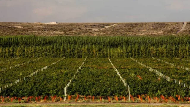 El plan de los vinos argentinos de exportar 1000 M para 2023 se enfrenta a su peor traba