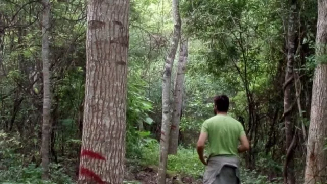 Jujuy registró en 2020 una disminución histórica en la tasa de deforestación 