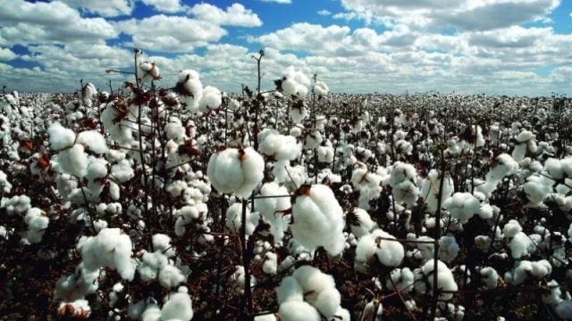 En Corrientes se remata la arrocera Calimboy, con importante pasado en la actividad