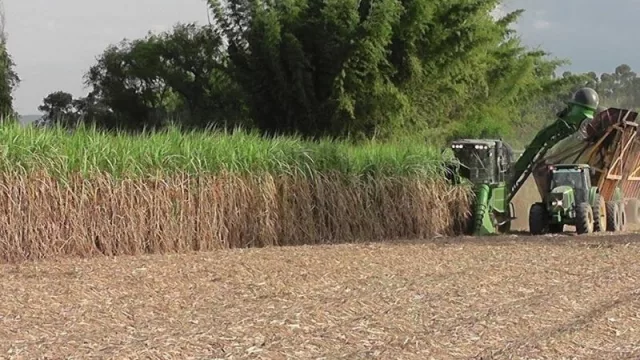 Rocchia Ferro realizó un balance de la zafra 2020 y adelantó la campaña 2021