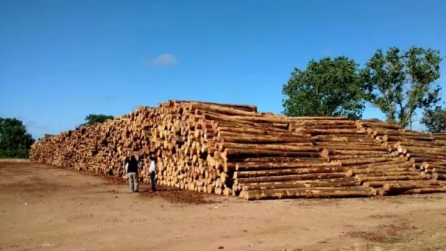 Madereras de Misiones piden a Nación regular la exportación de rollos sin procesamiento