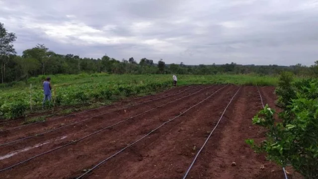 Productor de Eldorado aplica el primer sistema de IA en riego de cultivos 