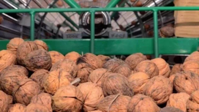 Entre las provincias de Río Negro y Neuquén suman unas 2.850 hectáreas en producción de frutos secos