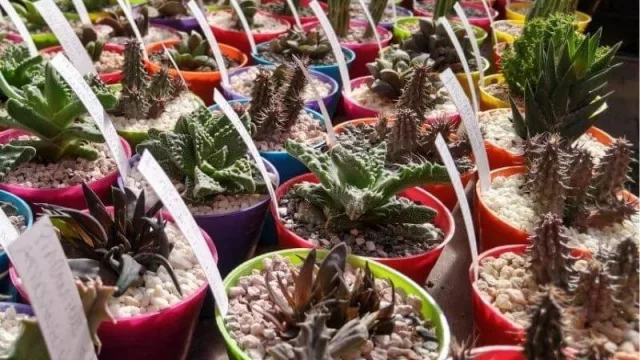 Punto Cactus, el primer vivero dedicado a los cactus y suculentas del Alto Valle