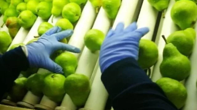 En 2020 se exportaron más de 334.000 toneladas de peras