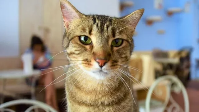 En busca de la originalidad: esos raros locales nuevos que ya son la norma en ciudades como Barcelona.