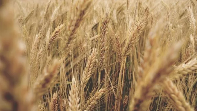Bolsas de Cereales y de Comercio solicitan medidas ante los cortes de ruta 