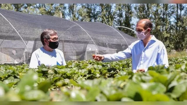 En el Centro de Formación Agropecuaria de Plottier se desarrolla la agricultura hidropónica