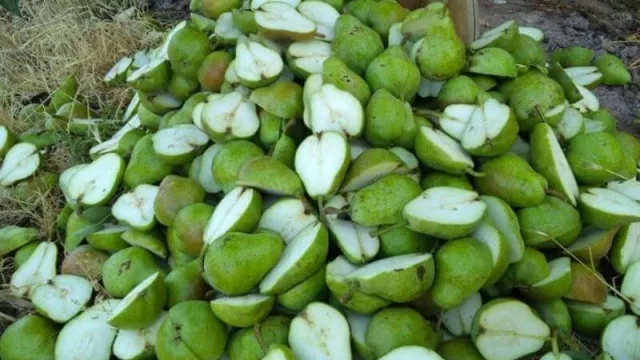 Comienza la campaña 2021 para el control de la sanidad frutícola