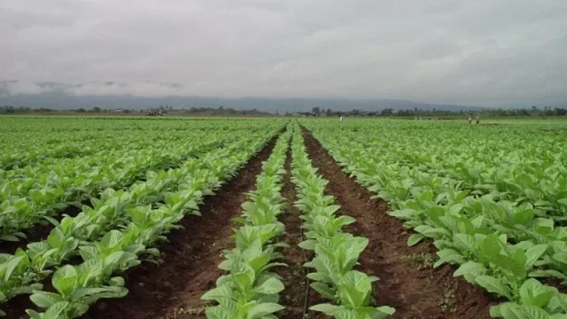 Buenas noticias: arribaron a Jujuy recursos del Fondo Especial del Tabaco