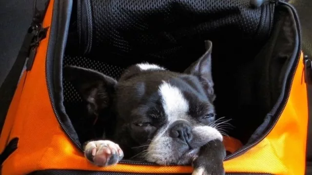 Atención viajeros neuquinos: Ya se puede viajar en avión desde Neuquén con la compañía de tu perro