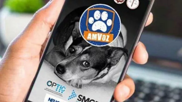 Conocé las apps del Estado neuquino que más se usaron durante la pandemia