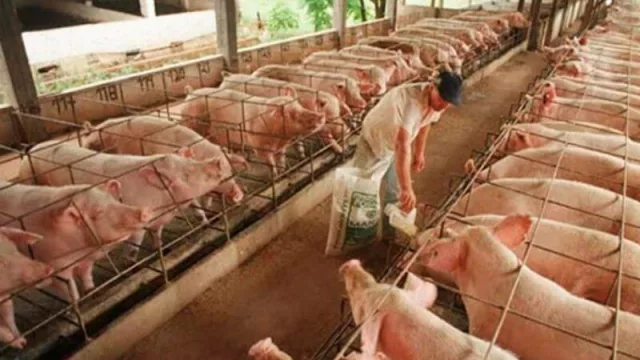 Chaco pondrá en marcha 3 complejos productivos porcinos integrados y sustentables