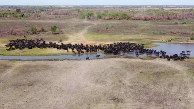 Un emprendimiento bufalero nació y se abre camino en pandemia para producir lácteos