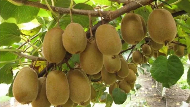 Tucumán presenta zonas aptas para el cultivo de kiwi