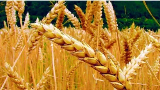 Trigo de exportación: Corrientes llega a Brasil con su cosecha por primera vez